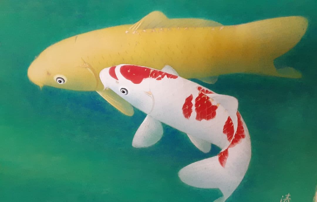 日本画　森島 清泰 　鯉　肉筆紙本