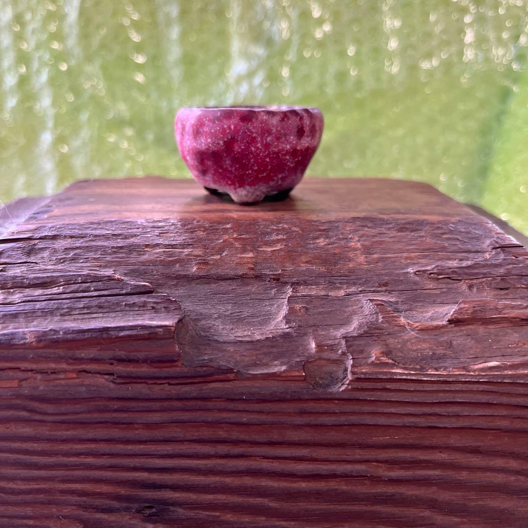 松寿　小品　盆栽鉢　レトロ　5個セット　(A5)