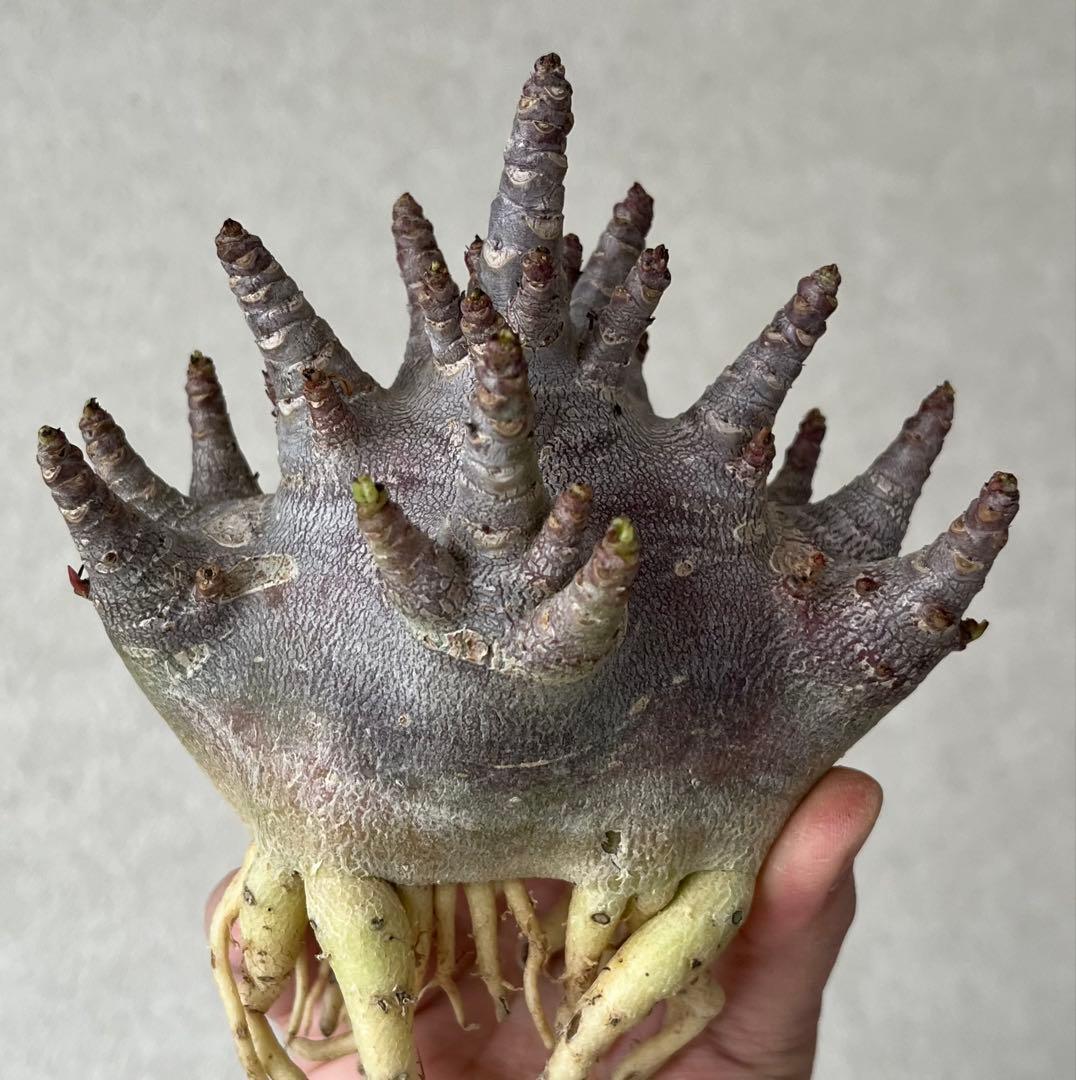 【激レア/ブラックスキン/ドワーフ/極太 】アデニウム ガラメー ⑥