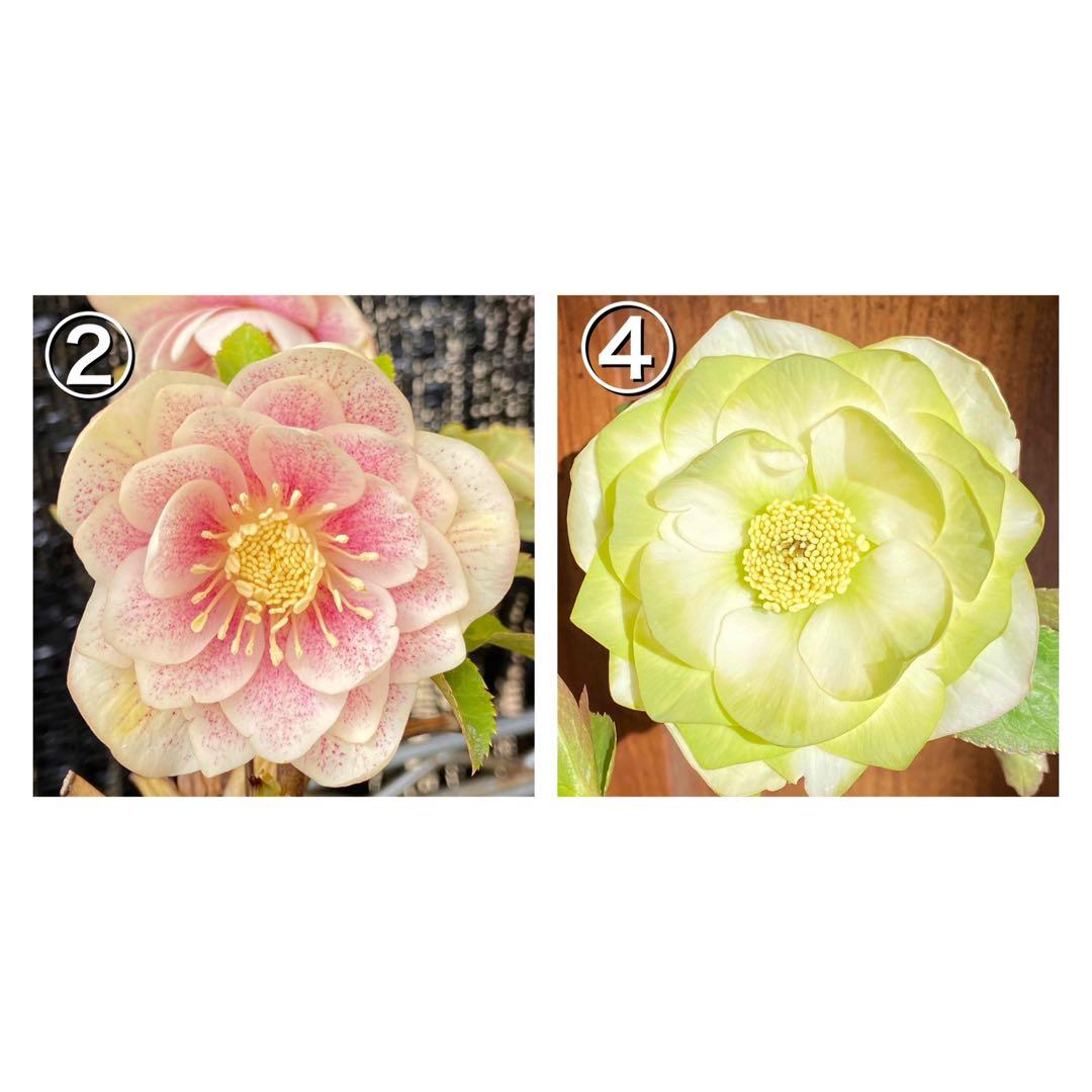 プリマヴェーラゴールド×ピエラ★クリスマスローズ交配苗★開花年数株