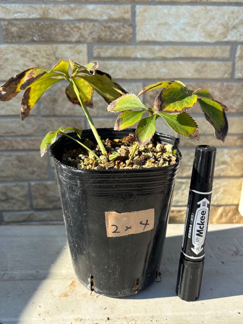 プリマヴェーラゴールド×ピエラ★クリスマスローズ交配苗★開花年数株