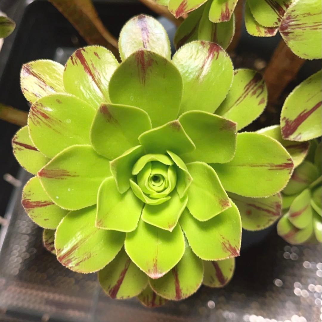 多肉植物アエオニウム錦❤️グリーンファイアー錦碧火❤️ ❤️状態図❤️