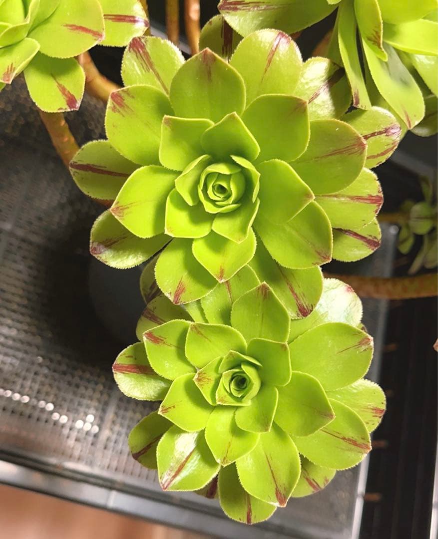 多肉植物アエオニウム錦❤️グリーンファイアー錦碧火❤️ ❤️状態図❤️
