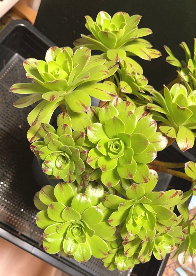 多肉植物アエオニウム錦❤️グリーンファイアー錦碧火❤️ ❤️状態図❤️
