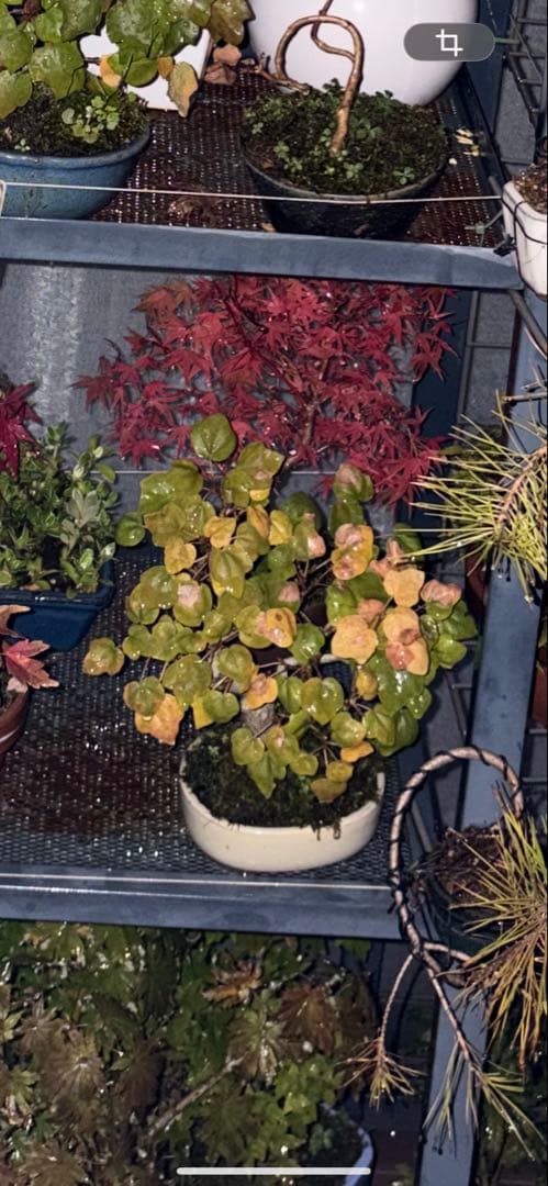 宮様カエデ 盆栽