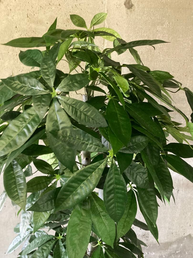 光触媒　人工観葉植物　ウォールグリーン　フェイクグリーン　パキラ特大@gja