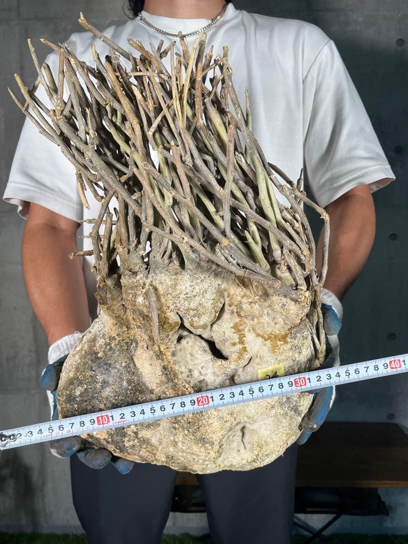 G*L様 24 激レア 超大株 アデニア ペチュエリー 現地球 鮮度抜群