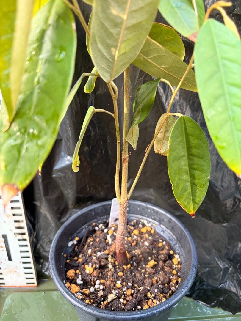 ドリアン苗Orange Durio Graveolens苗 DOG3