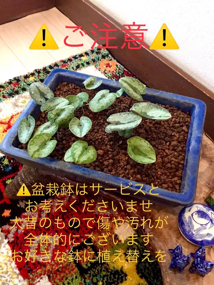 今春生まれた若葉がどっさり！【斑入り/寒葵＊カンアオイ】これから大きく成長します