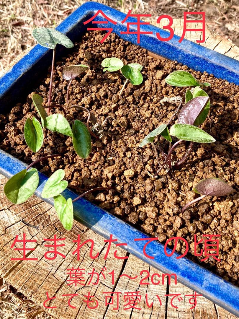 今春生まれた若葉がどっさり！【斑入り/寒葵＊カンアオイ】これから大きく成長します