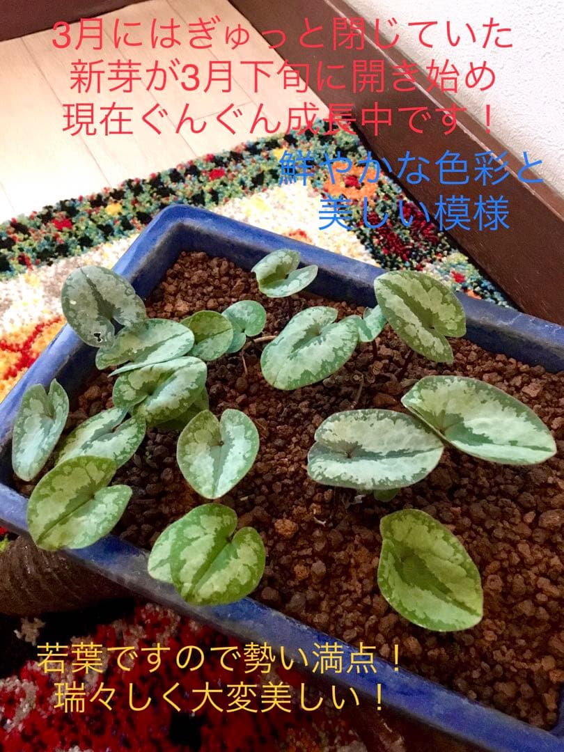 今春生まれた若葉がどっさり！【斑入り/寒葵＊カンアオイ】これから大きく成長します