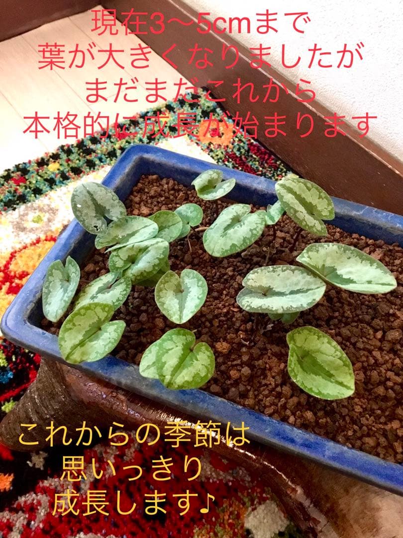 今春生まれた若葉がどっさり！【斑入り/寒葵＊カンアオイ】これから大きく成長します