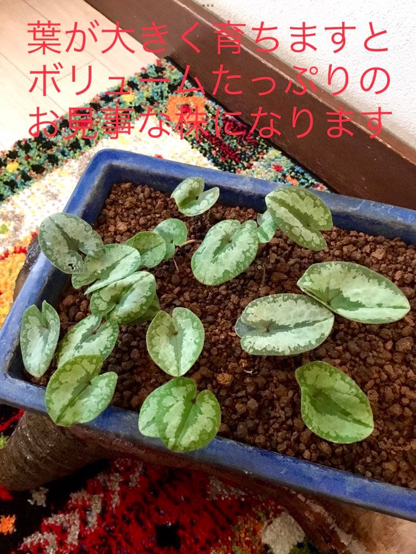 今春生まれた若葉がどっさり！【斑入り/寒葵＊カンアオイ】これから大きく成長します