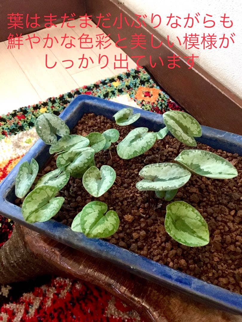 今春生まれた若葉がどっさり！【斑入り/寒葵＊カンアオイ】これから大きく成長します