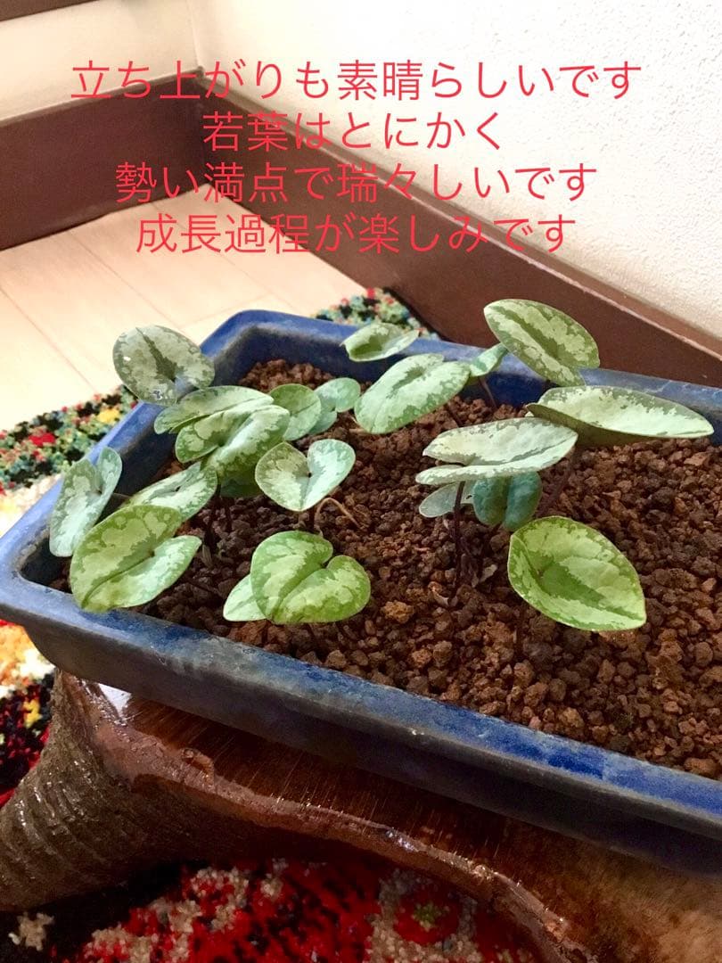今春生まれた若葉がどっさり！【斑入り/寒葵＊カンアオイ】これから大きく成長します