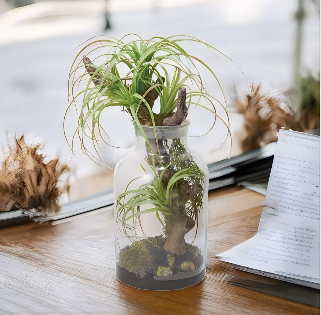 光触媒　人工観葉植物　ウォールグリーン　フェイクグリーン　ボタニカルチランジア