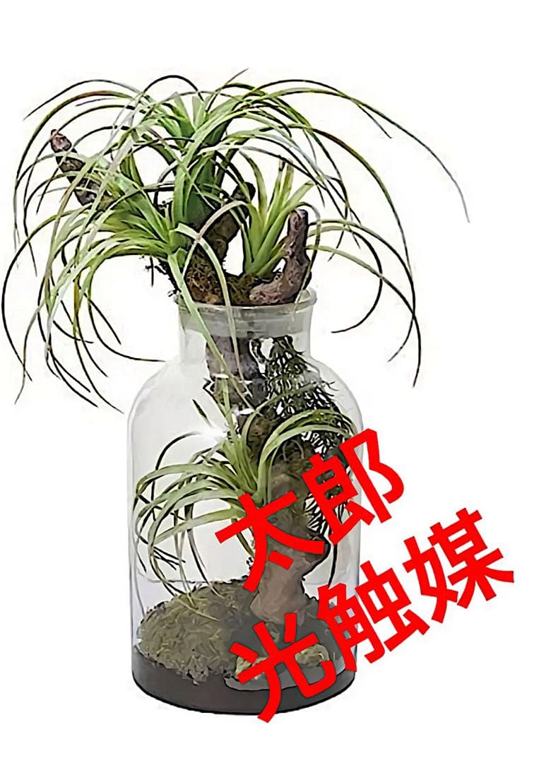 光触媒　人工観葉植物　ウォールグリーン　フェイクグリーン　ボタニカルチランジア