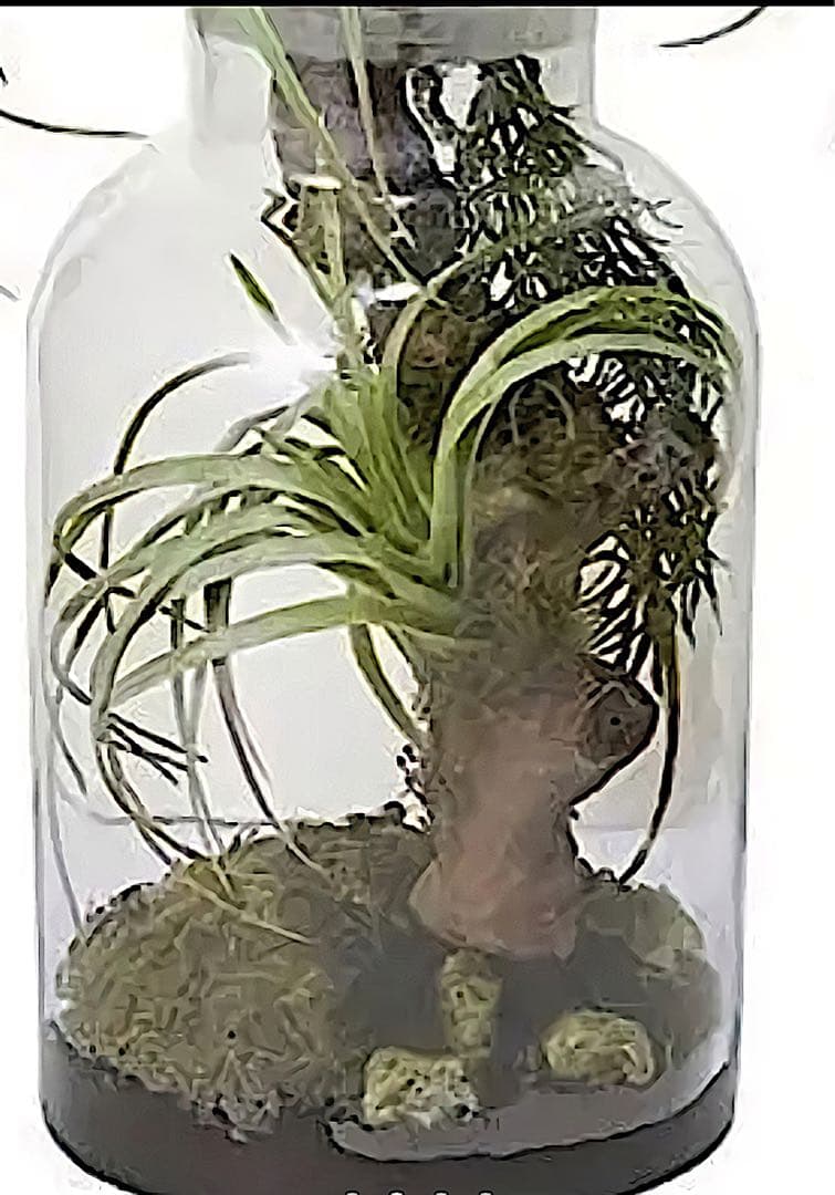 光触媒　人工観葉植物　ウォールグリーン　フェイクグリーン　ボタニカルチランジア