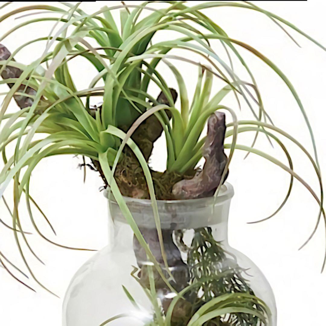 光触媒　人工観葉植物　ウォールグリーン　フェイクグリーン　ボタニカルチランジア