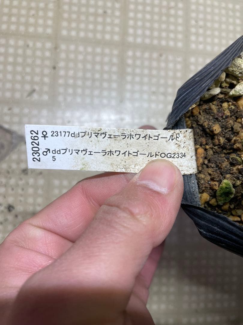 加藤農園 プリマヴェーラホワイトゴールド クリスマスローズ