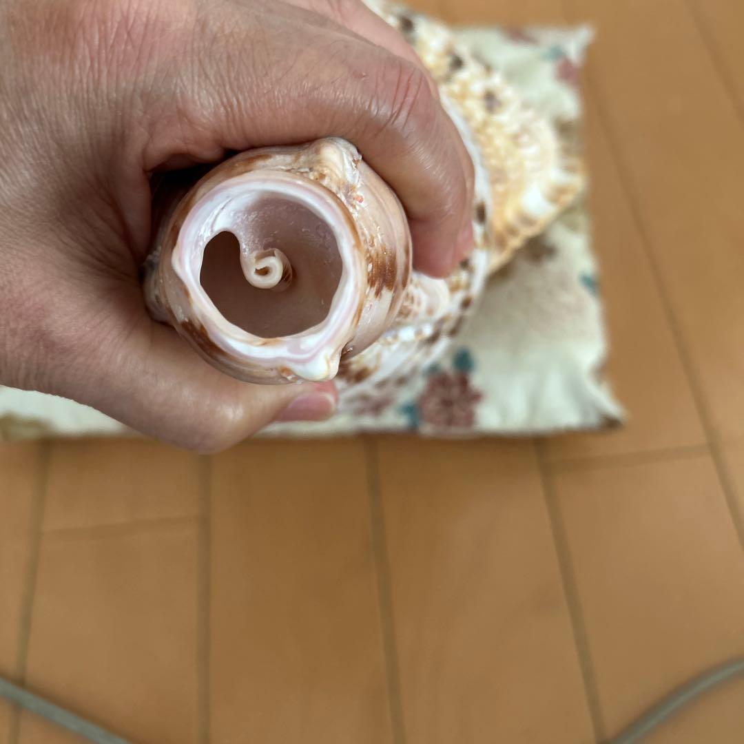 法螺貝