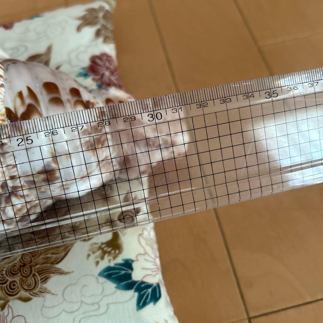法螺貝