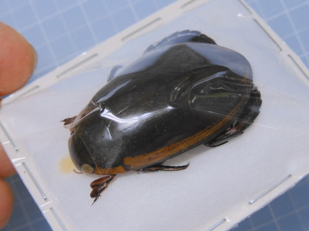 標本 Taiwan Dytiscoidae sp.37mm