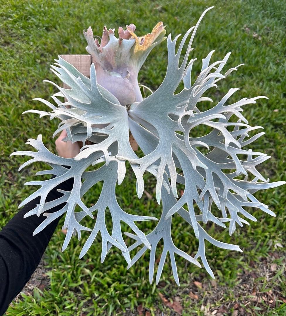 ビカクシダ P.willinckii Uncia