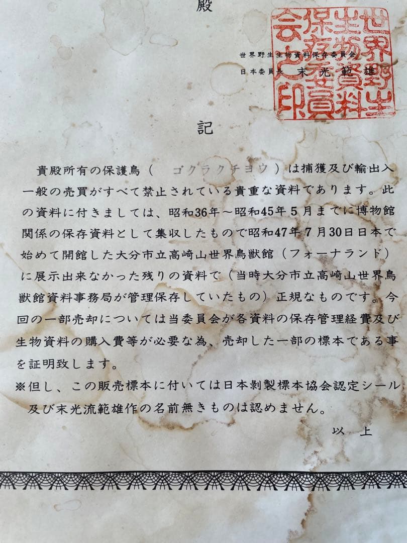 世界鳥獸館（フォーナランド）鳥　剥製　極楽鳥　ゴクラクチョウ　証明書付き