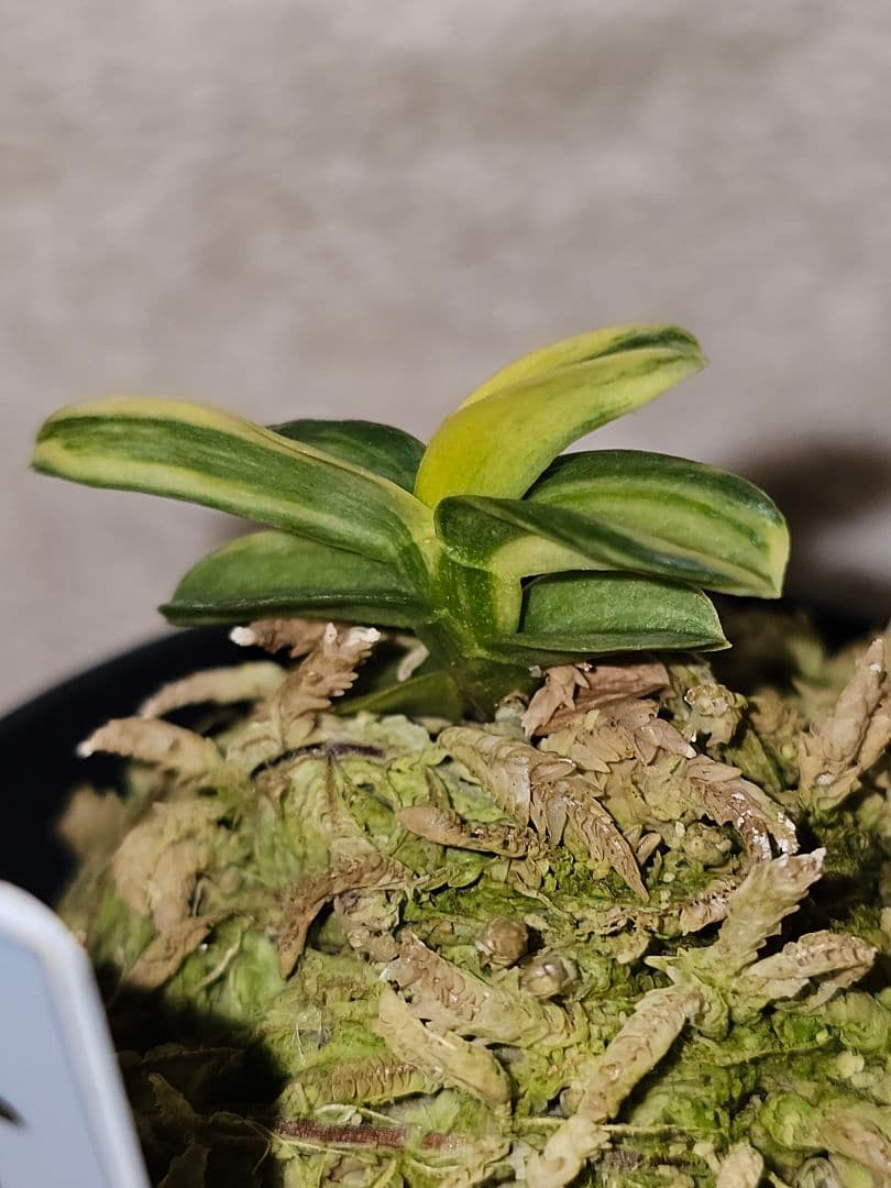 富貴蘭　青軸無双丸