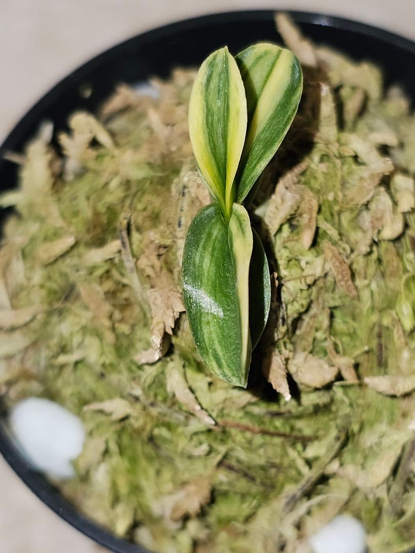 富貴蘭　青軸無双丸