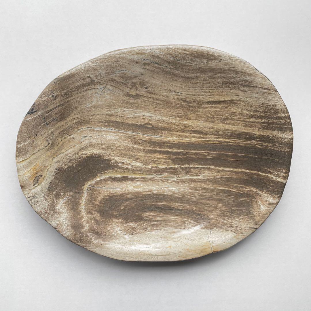 ペトリ プレート 珪化木 ペトリファイドウッド