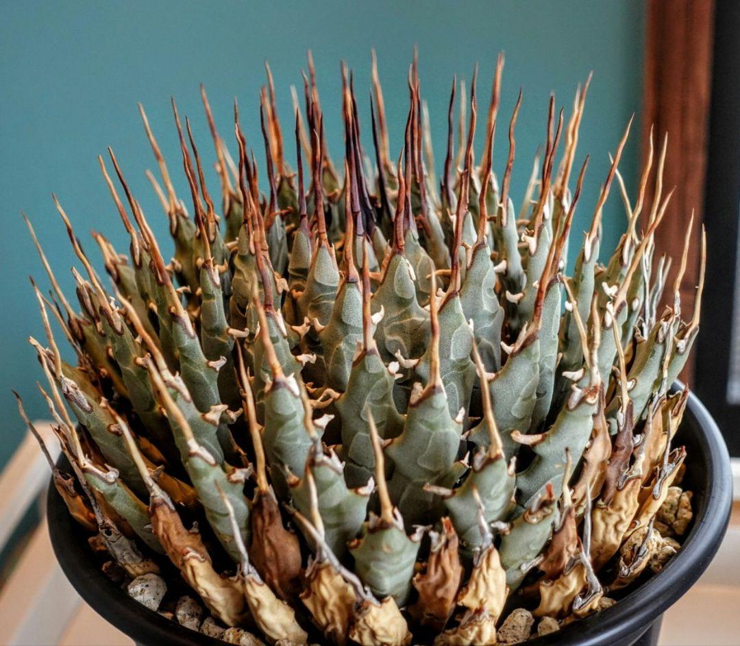 【7号XXXLサイズ】発根屋史上最大級・最高のエボリスピナ・発根済の陽炎株