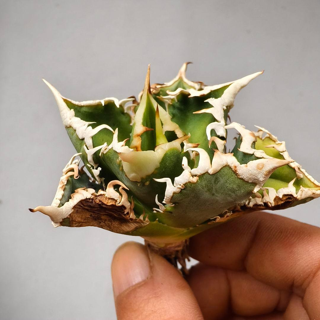 1652 アガベ ホオジロザメ 大白鯊 agave titanota