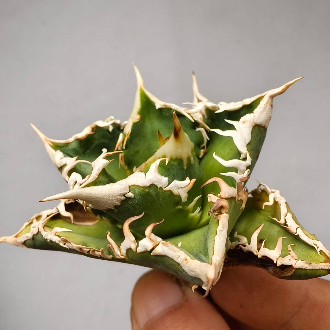 1652 アガベ ホオジロザメ 大白鯊 agave titanota