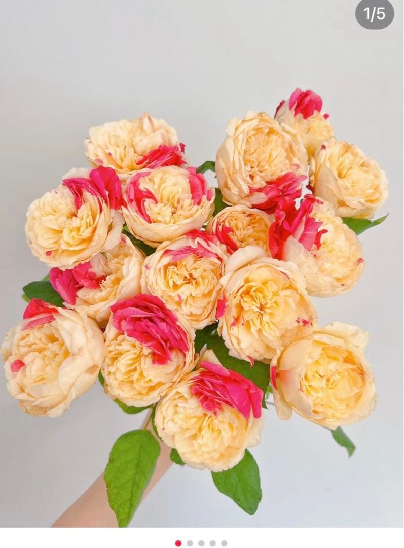 接木苗予約受付中　❗️‼️