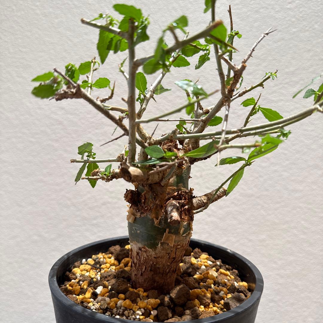 Commiphora habessinica コムミフォラ ハべシニカ