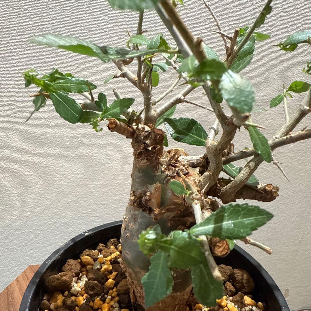Commiphora habessinica コムミフォラ ハべシニカ