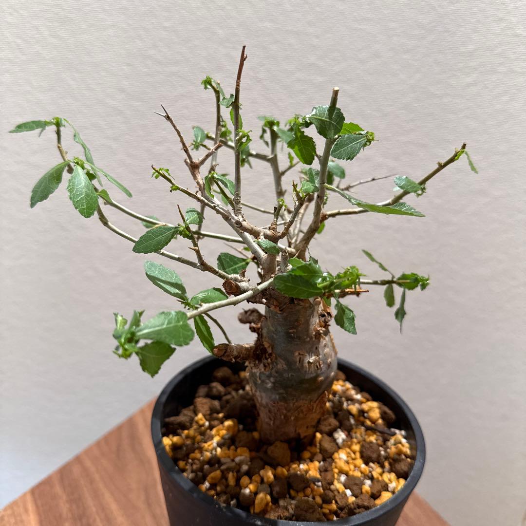 Commiphora habessinica コムミフォラ ハべシニカ