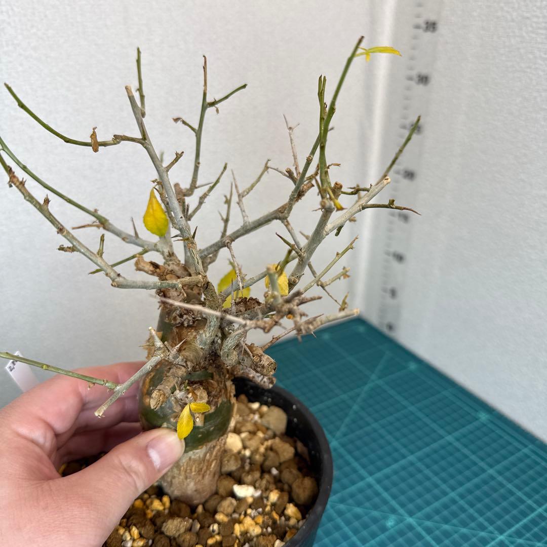 Commiphora habessinica コムミフォラ ハべシニカ