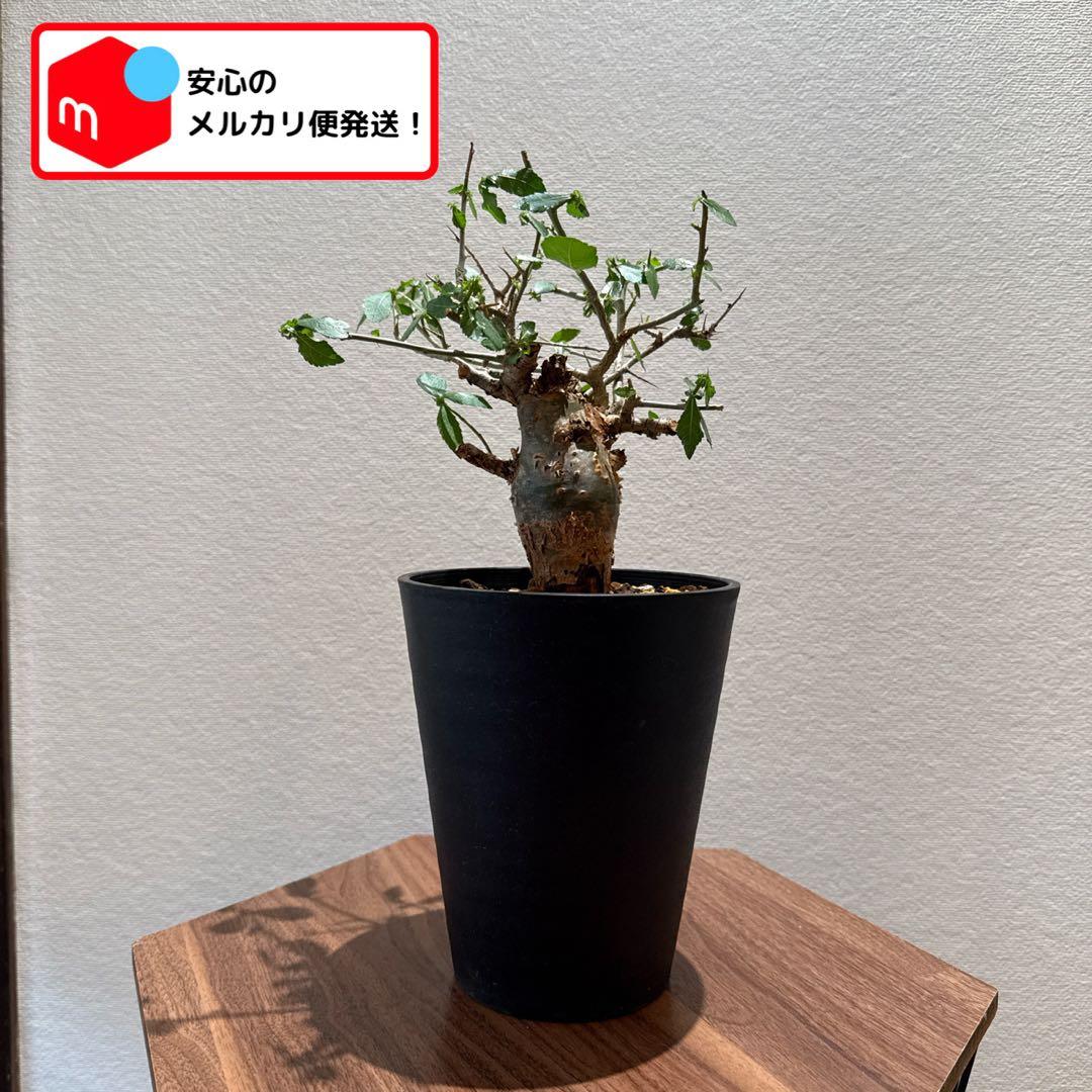 Commiphora habessinica コムミフォラ ハべシニカ
