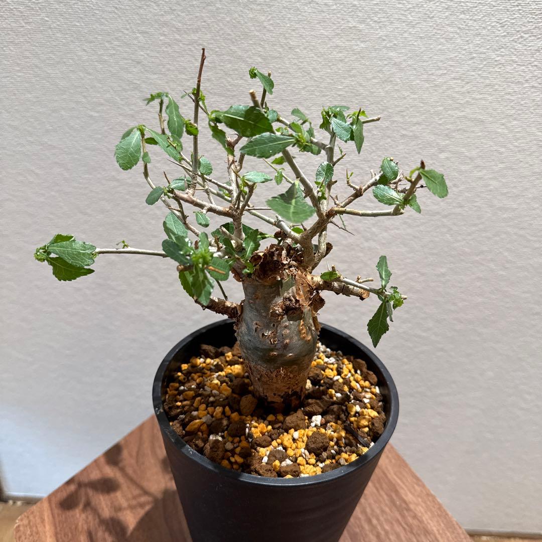 Commiphora habessinica コムミフォラ ハべシニカ