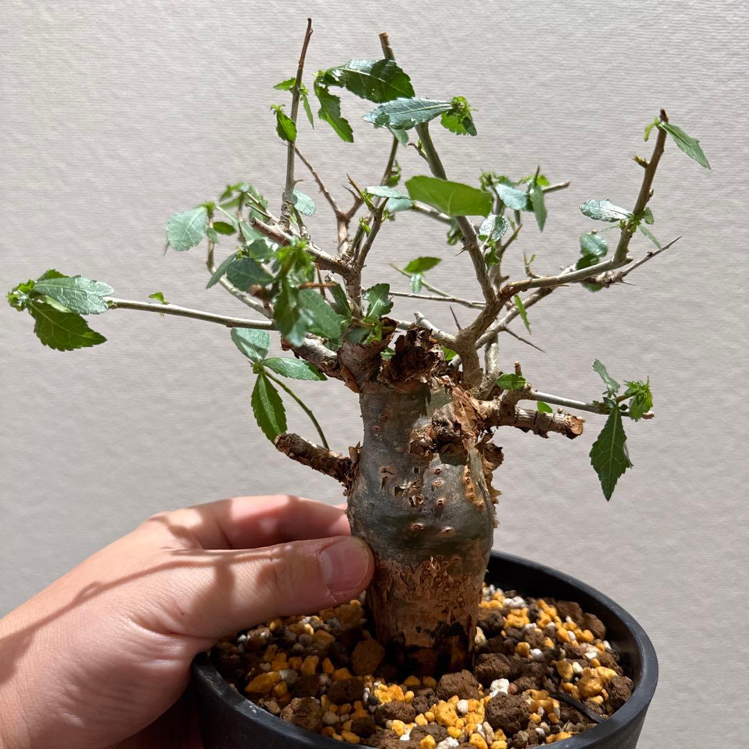 Commiphora habessinica コムミフォラ ハべシニカ