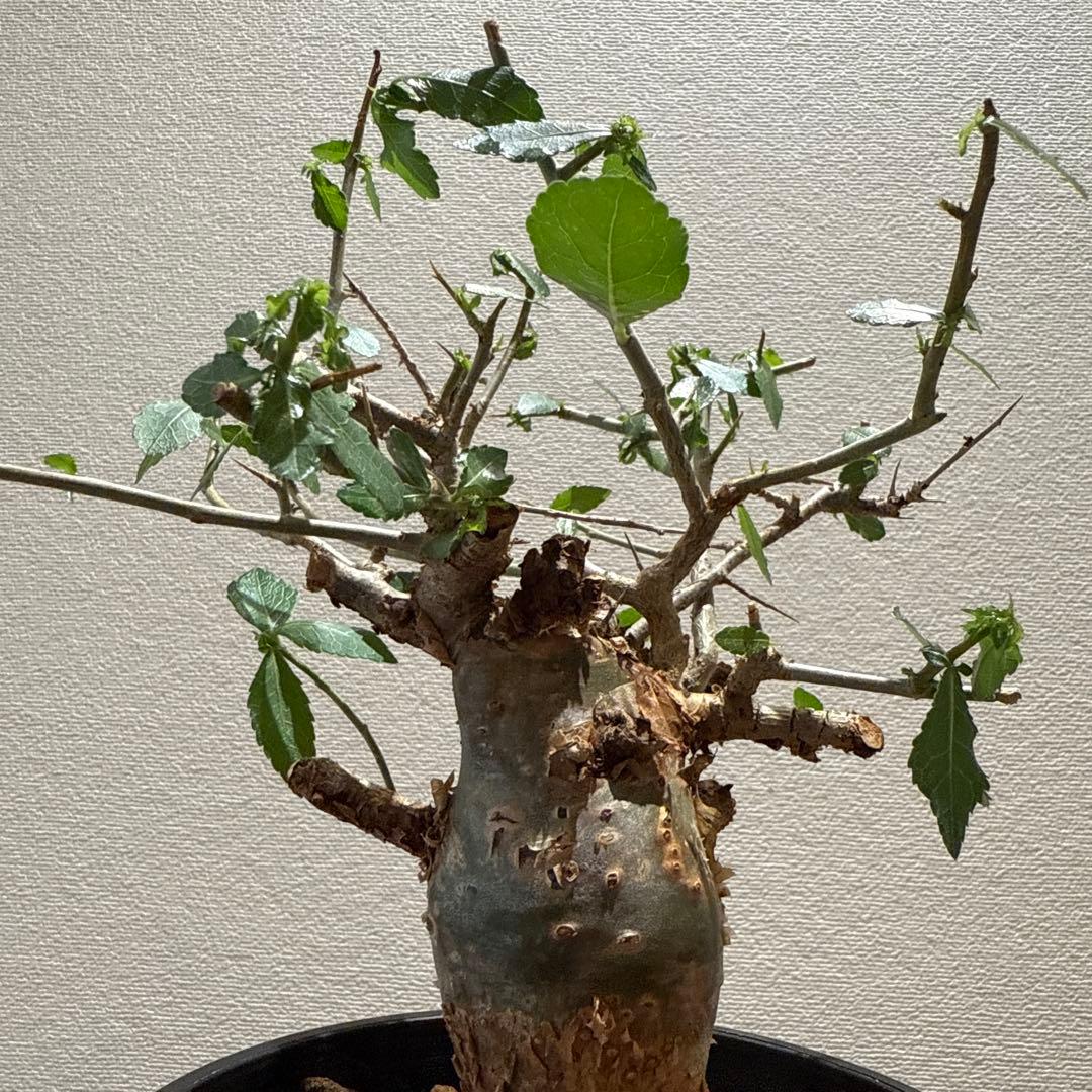 Commiphora habessinica コムミフォラ ハべシニカ