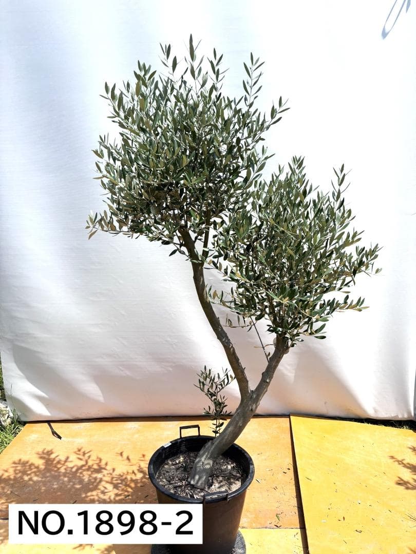 オリーブの木　ミッション　約200cm　NO.1898　大型　現品掲載　人気品種