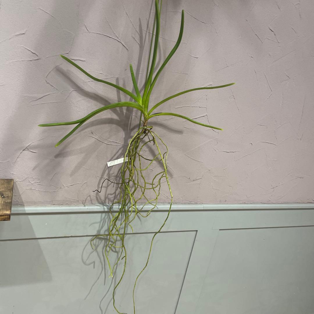 サンデリアナ　幼苗1 洋蘭