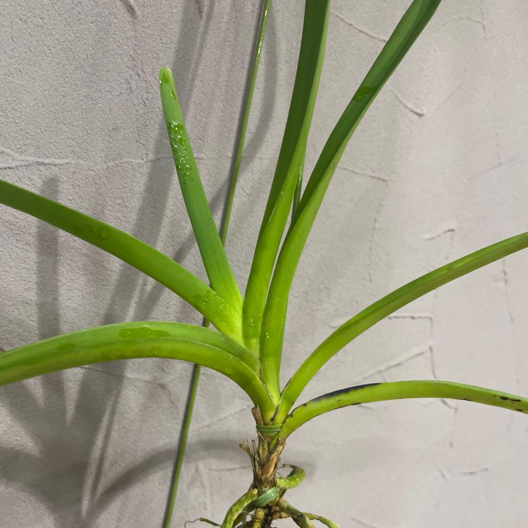 サンデリアナ　幼苗1 洋蘭