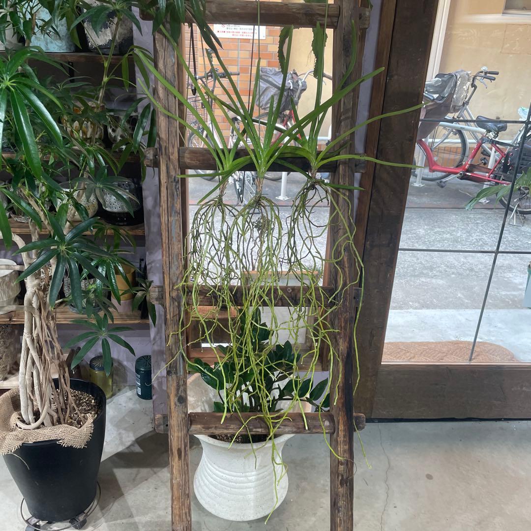 サンデリアナ　幼苗1 洋蘭