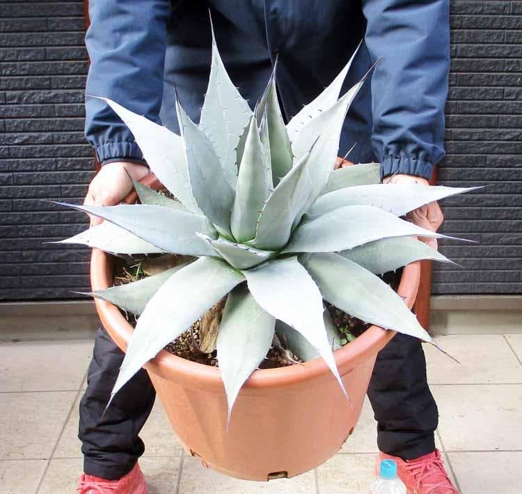 【現品】アガベ・アプラナータ　和名：孫悟空：メリコ　14号　E8番