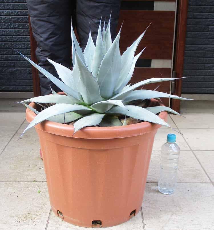 【現品】アガベ・アプラナータ　和名：孫悟空：メリコ　14号　E8番